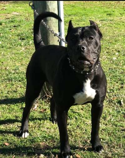 MARLEY DE OLIVER LA NOBLEZA
