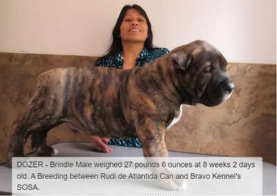 BRAVO KENNEL’S DOZER