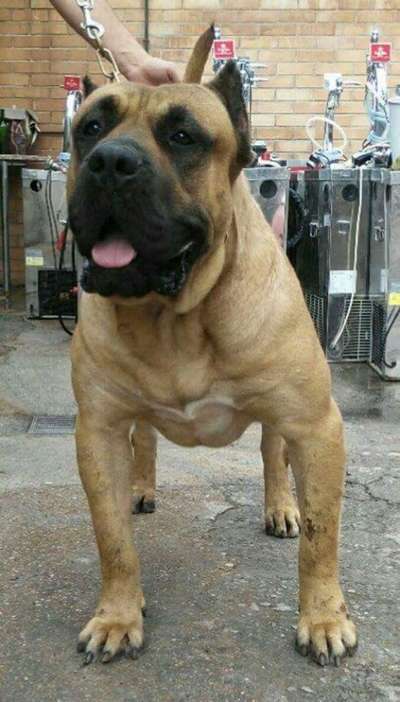 APOLO