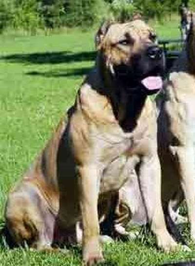 RED STAR BRUTUS
