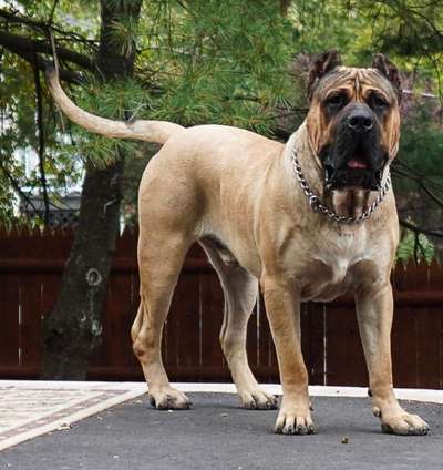 TALL OAKS ROCKY NUNES PRESA