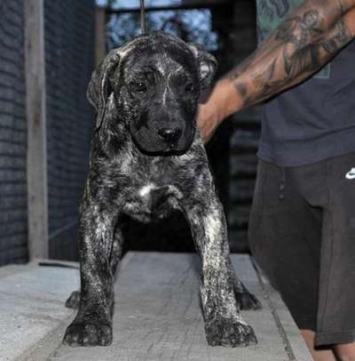 OSWALD DE VIKING GUARD KENNEL