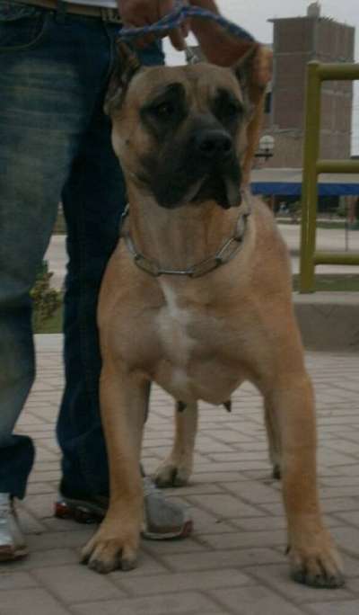 DUNA I DE BARNACAN BULL