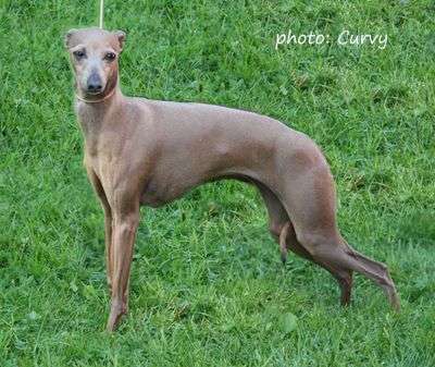 Dogcastle's Theas Lille Bare Bare