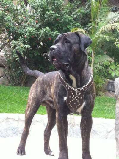 HUTCH DE PATARATO RIO
