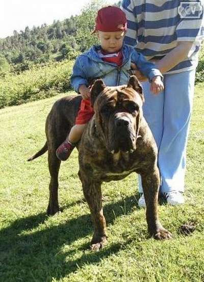 SIXBY DE ALACANT BULL