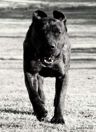 GARM DE CANARIO'S DARK SUNSET