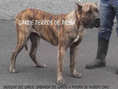 BEJEQUE DEL GAROE