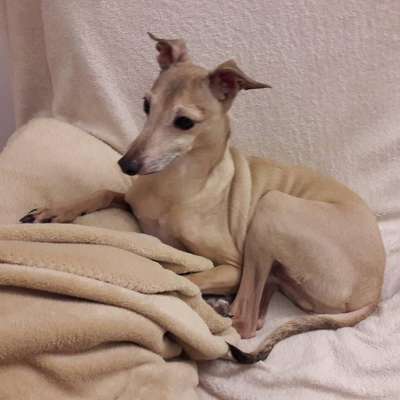 Astra Bravissimo Elronds