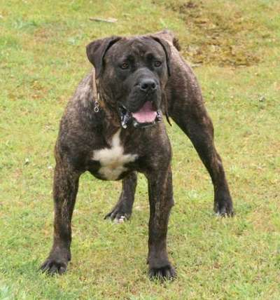 MANDARINA DE FENCING DOGS