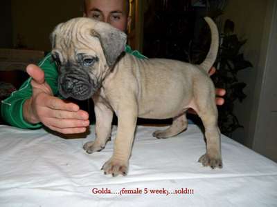 KOLDA DE MILKY WAY LUDUS (GOLDA)