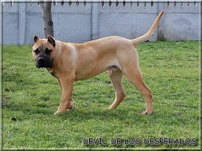 DEVIL DE LOS DESPERADOS