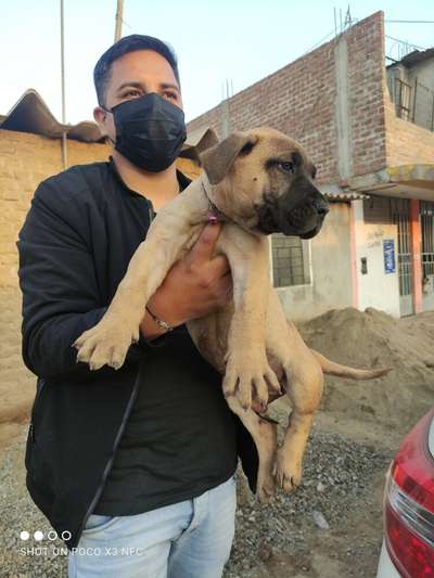 ATENEA DE TRUCAN BULLS