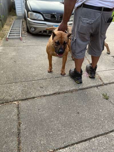 STRINGER KENNELS MARY JANE