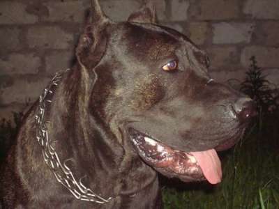 ADOLF DE IMPERIUM PRESA