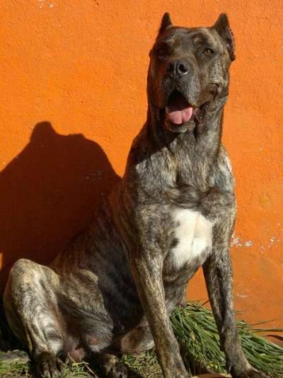 NENA DE RANCHO BRAVO (TIGRA)
