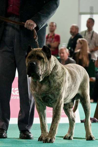 CASTOR DOGMAS