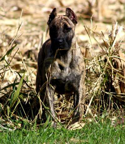 WETH DE CANARIAN BULL