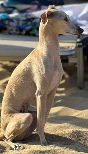 Tieris Tenerife