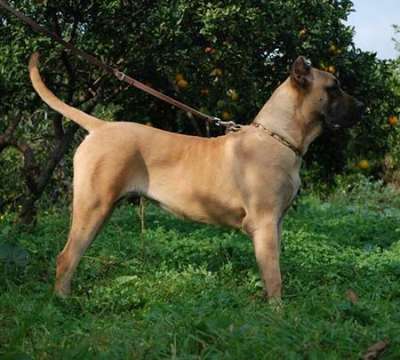 YUMA DE DOG REAL