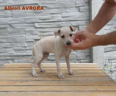 Albioli Avrora