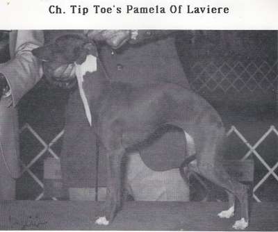 Tiptoe's Pamela Of Laviere