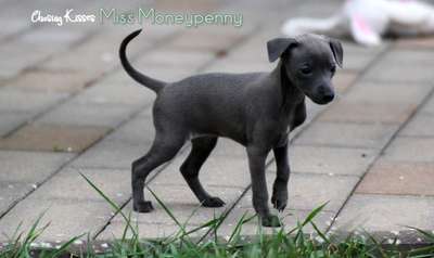 Chasing Kisses Miss Moneypenny