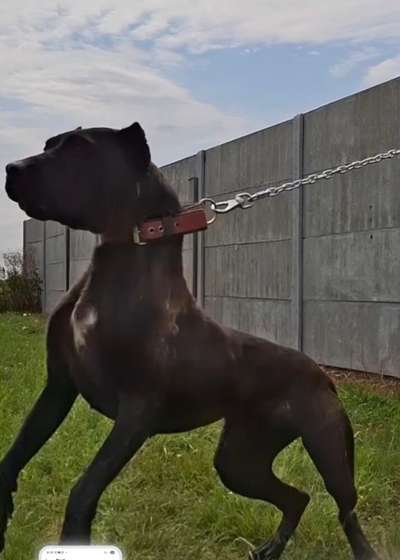 VENDETTA KING ZULU