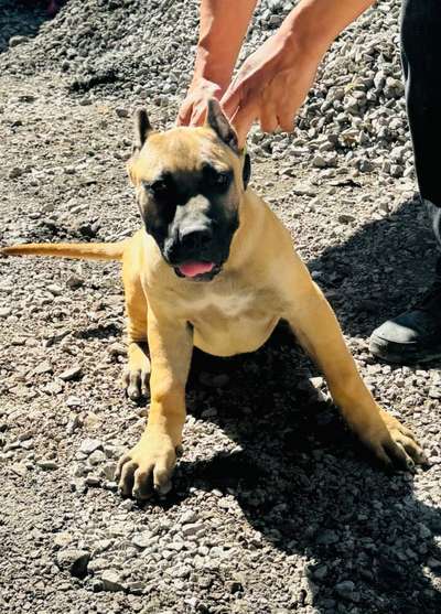 AQUILES M. R.
