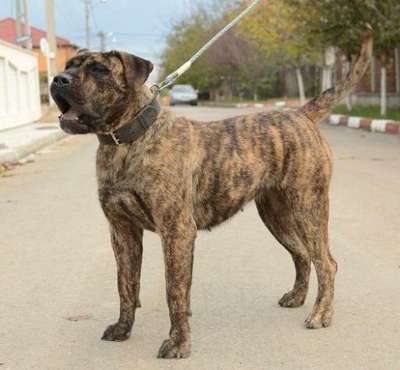 ARUBA DE TARGOVISTE