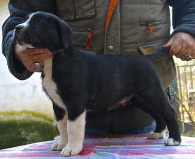 EROS FROM GDF