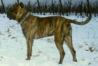 PERROS CANARIOS OROS BILL