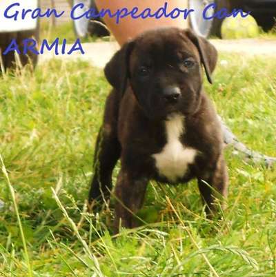 ARMIA DE GRAN CAMPEADOR CAN