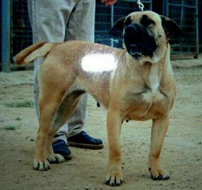 TOMBA DE BARNACAN BULL