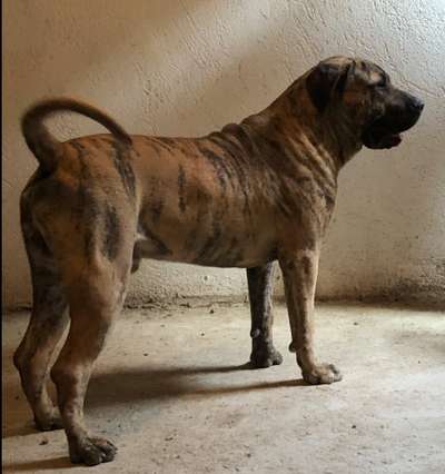 RAMON EL PRESA LEGEND