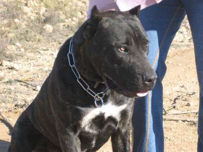 NILO DE PRESA CAN