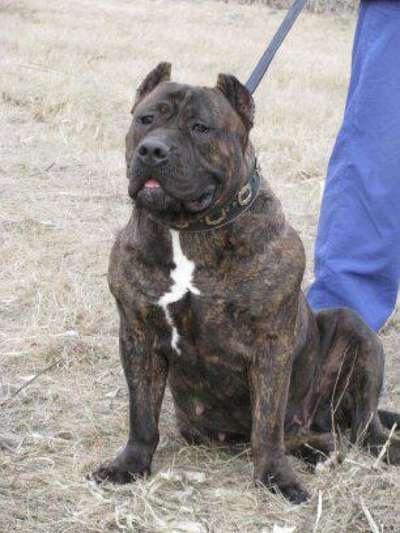 BOSS BULL CANARIO AZUMBA