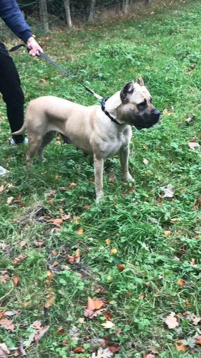 BRANDY AXEL HOUSE KENNEL