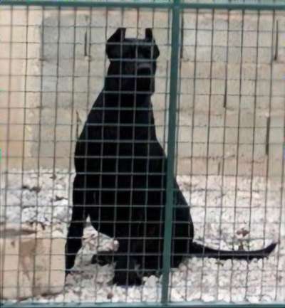 ZARO SICILIA KENNEL