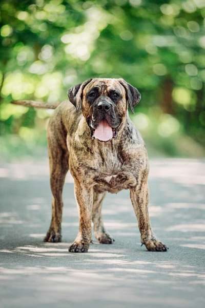 DIABOLIQUE BALUARTE DE LOS PERROS