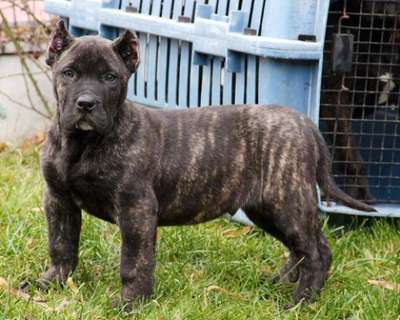 ARES NOBLE SANGRE