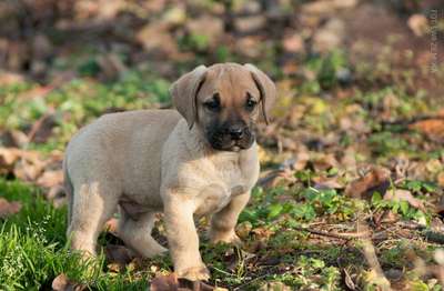 LEGO DE REY GLADIADOR