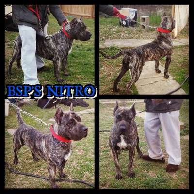 BLACK STAR PRESA'S NITRO