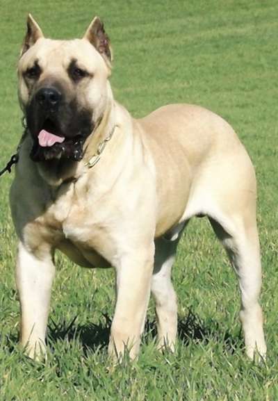 ZEUS DE IMPERIAL CAN
