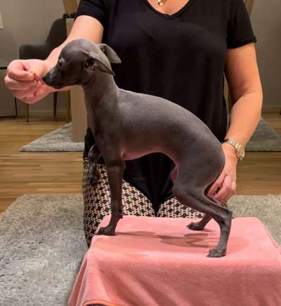 Minmios Lola