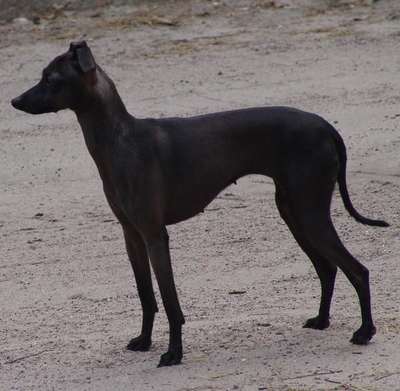 Sirius Tosca