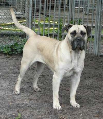 ESTRELLA CHIQUITA