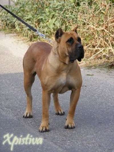 APHRODITA EL PRESA GRAN CANARIA (SHILA)