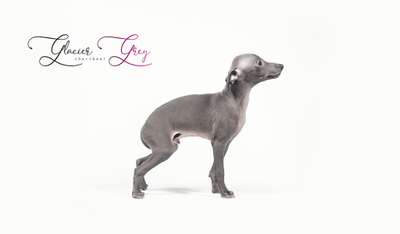Chartbeat Glacier Grey
