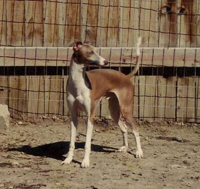 Alveare's Silver Bullet